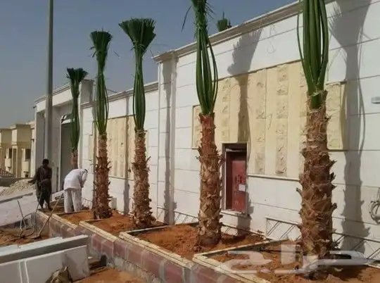 نخل واشنطني زينه 6