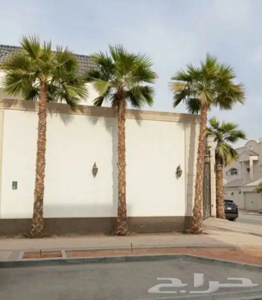 نخل واشنطني زينه 3