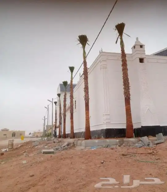 نخل واشنطني زينه 14