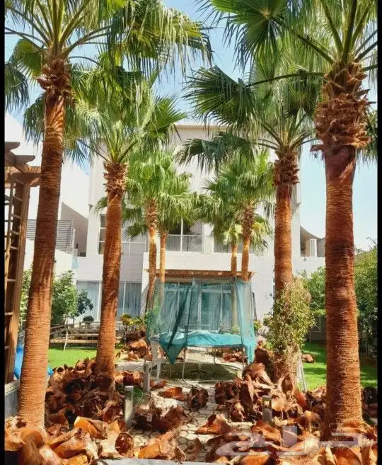 نخل واشنطني زينه 5