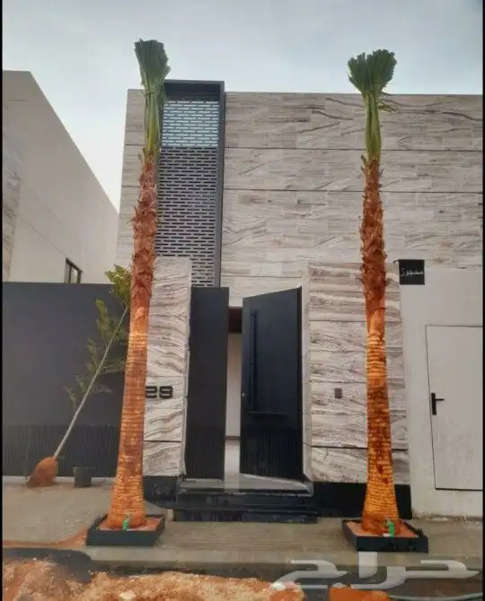 نخل واشنطني زينه 7