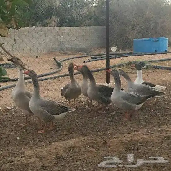 وز بلدي منتج 1