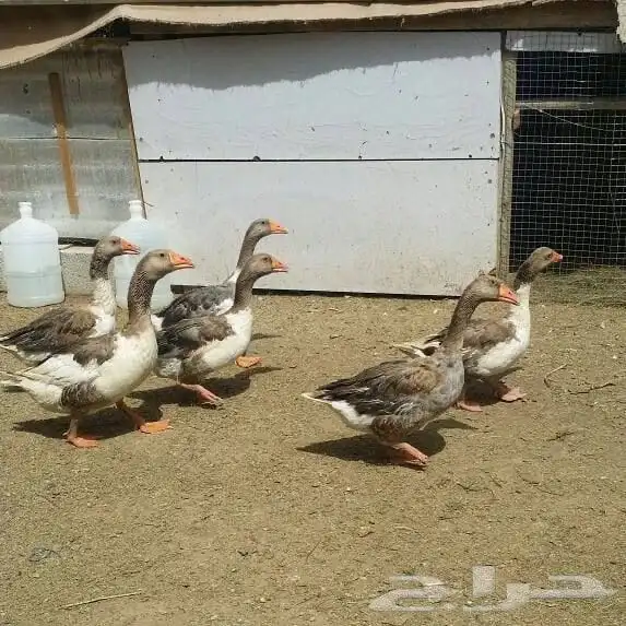 وز بلدي منتج 2