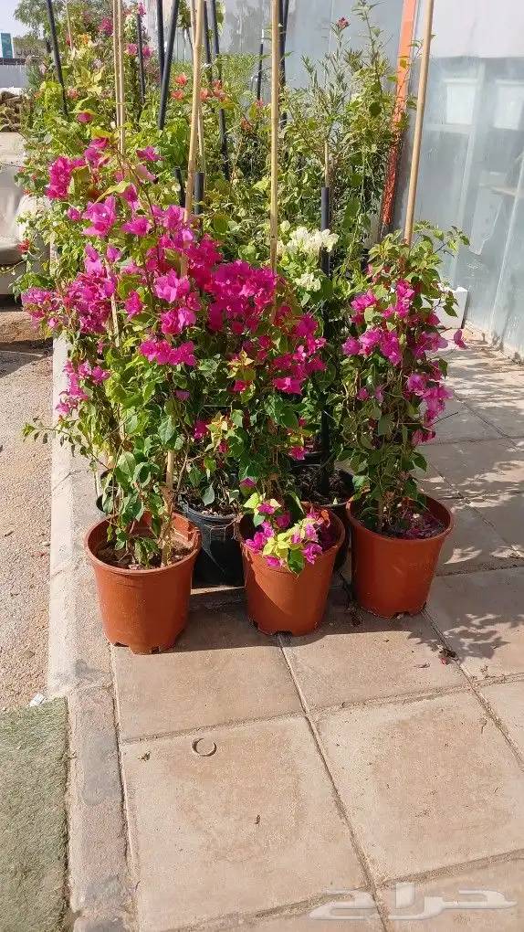 مشتل تنسيق حدائق ديكورات وشبكات ري حي النخيل 8