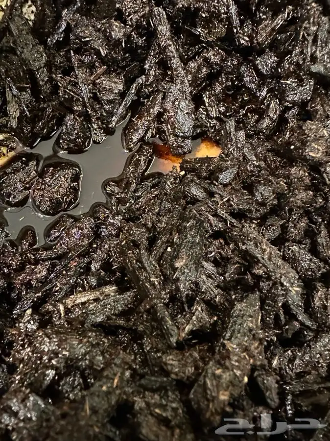 مسقى العود الملكي 0