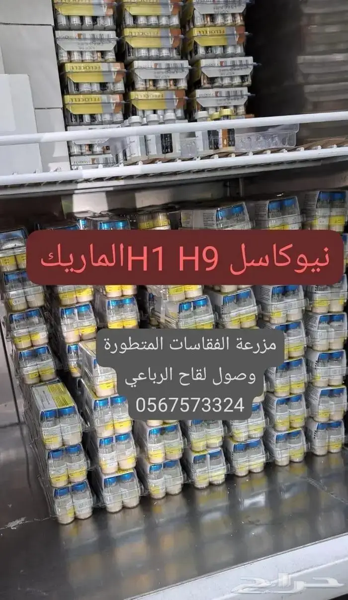 صوص دجاج فيومي مع بلدي أحمر للكميات 1
