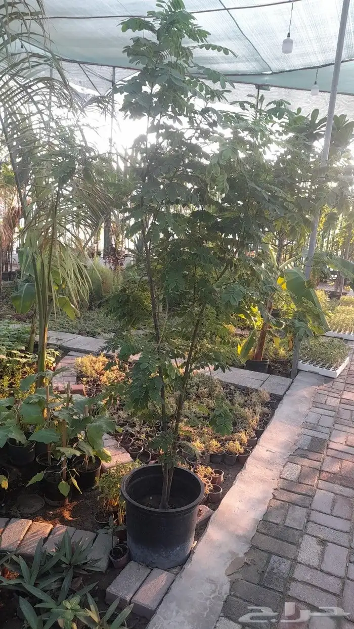 مزرعة الياسمين 4