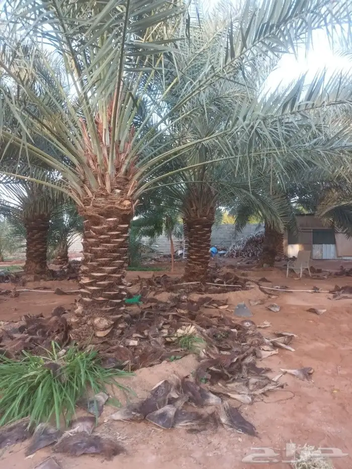 تركيب شبوك وزراعة النخيل 1