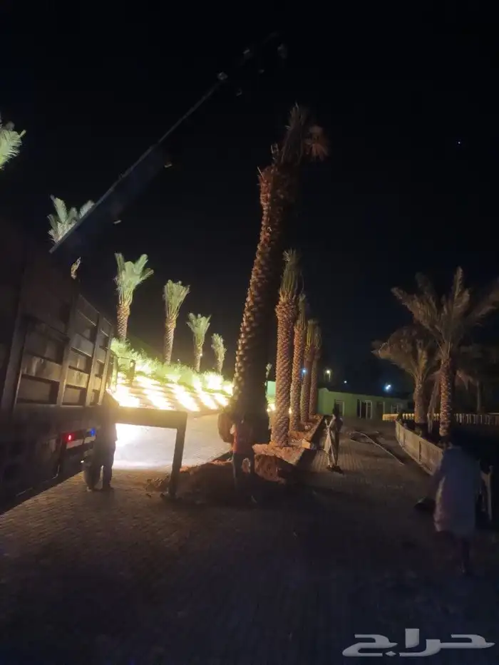 تركيب شبوك وزراعة النخيل 4
