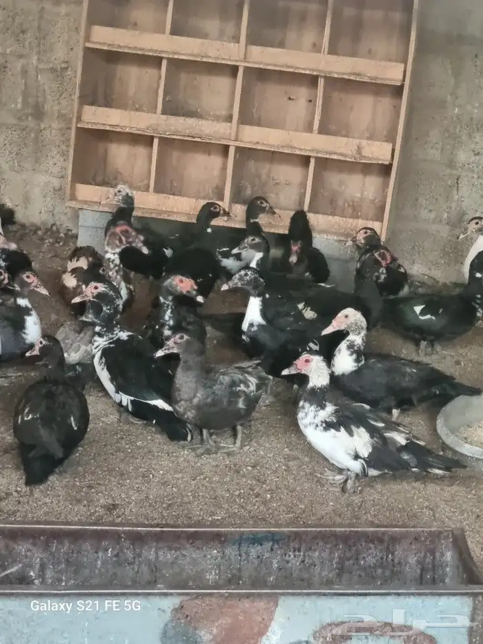 بط مسكوفي مصري منتج ذكور واناث 1