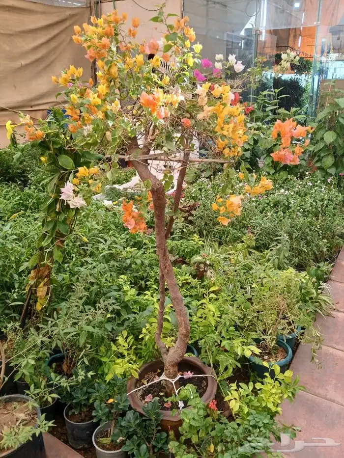 مشتل تنسيق حدائق ديكورات وشبكات ري حي النخيل 5