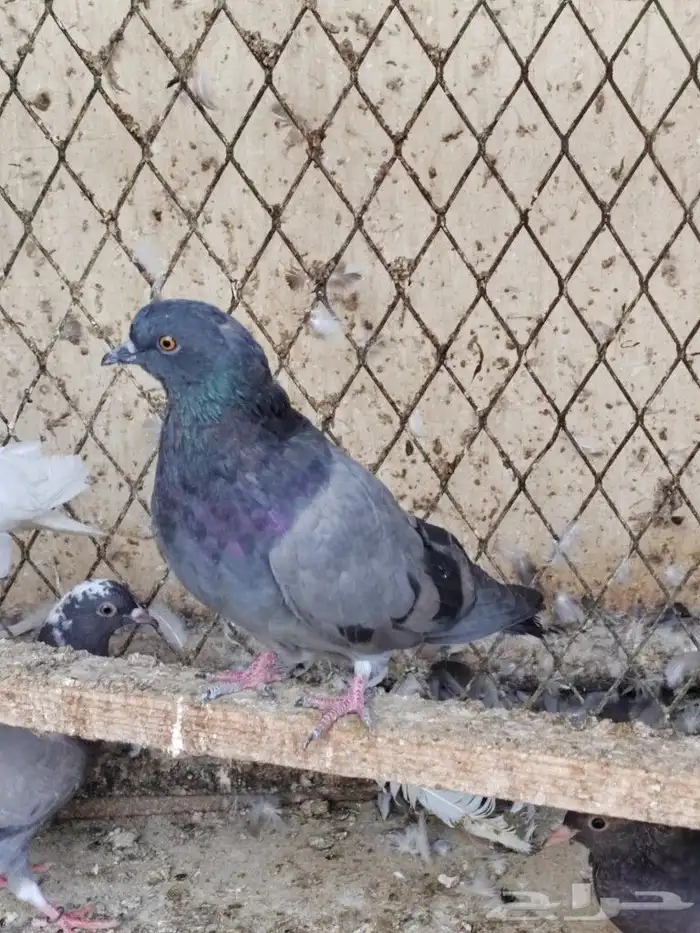 حمام اوكراني سكاي كتر 3