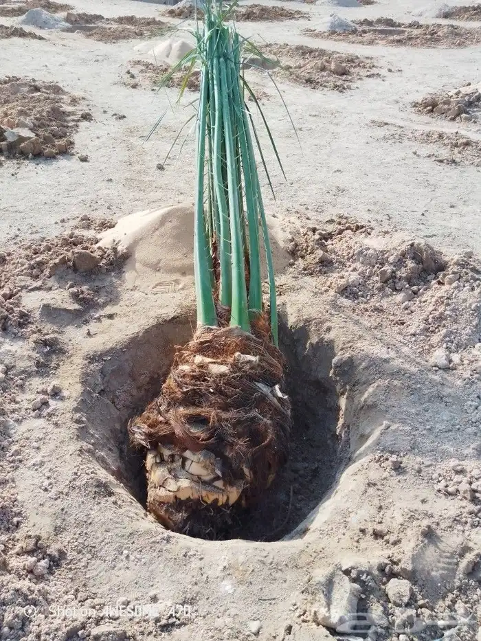 نخل وجثايث القصيم اسعار معقوله نخل طيب 0