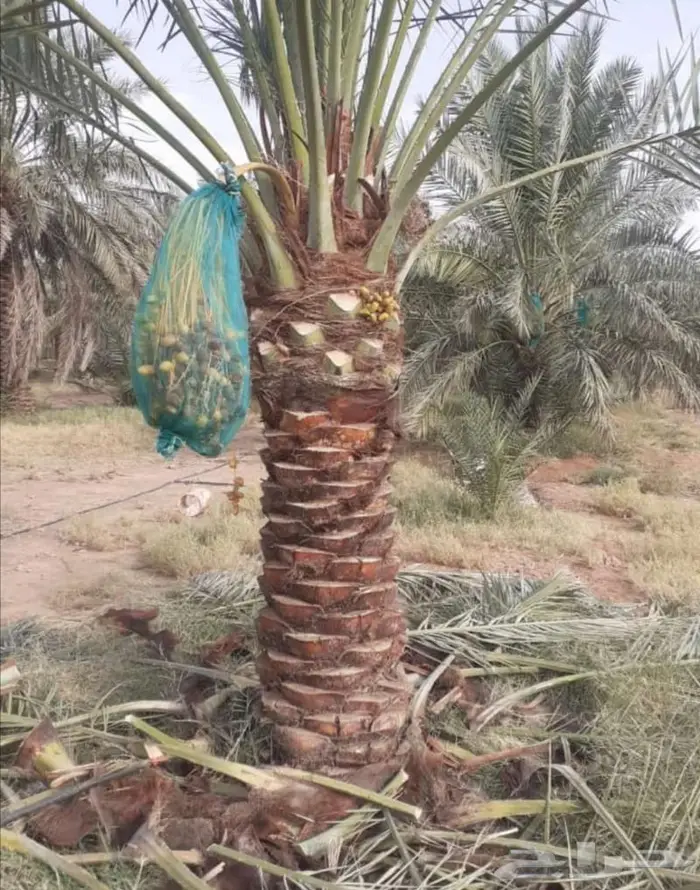 نخل للبيع مجدول صقعي سكري 3