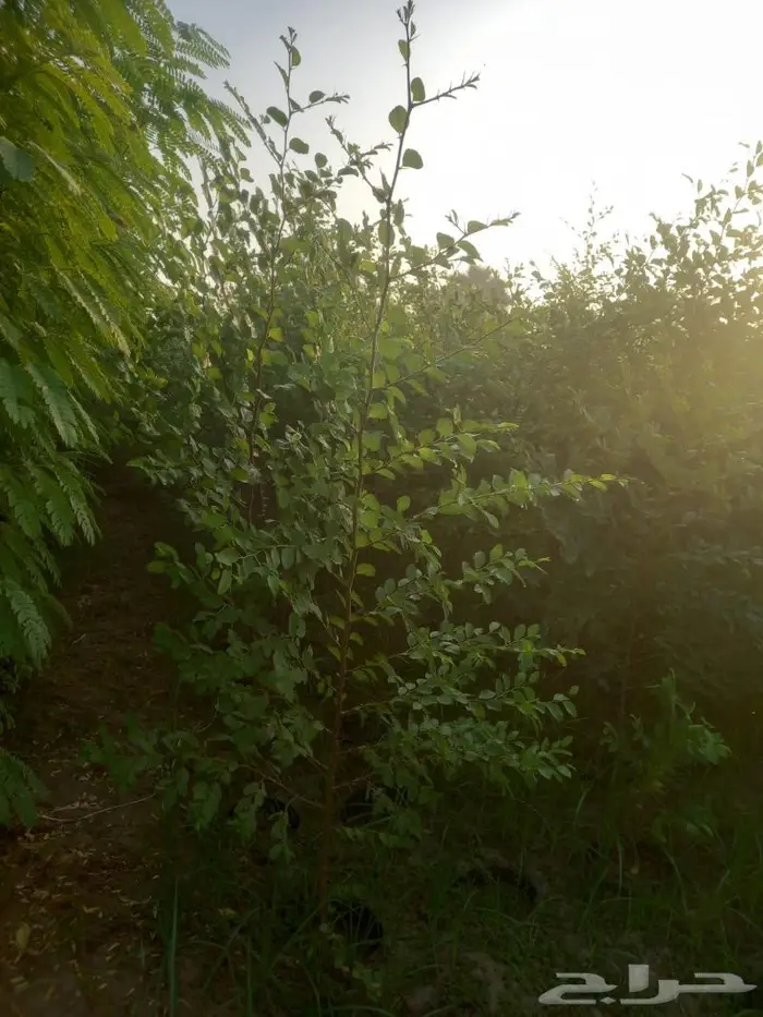 اشجار زينه وتشجير للبيع 4