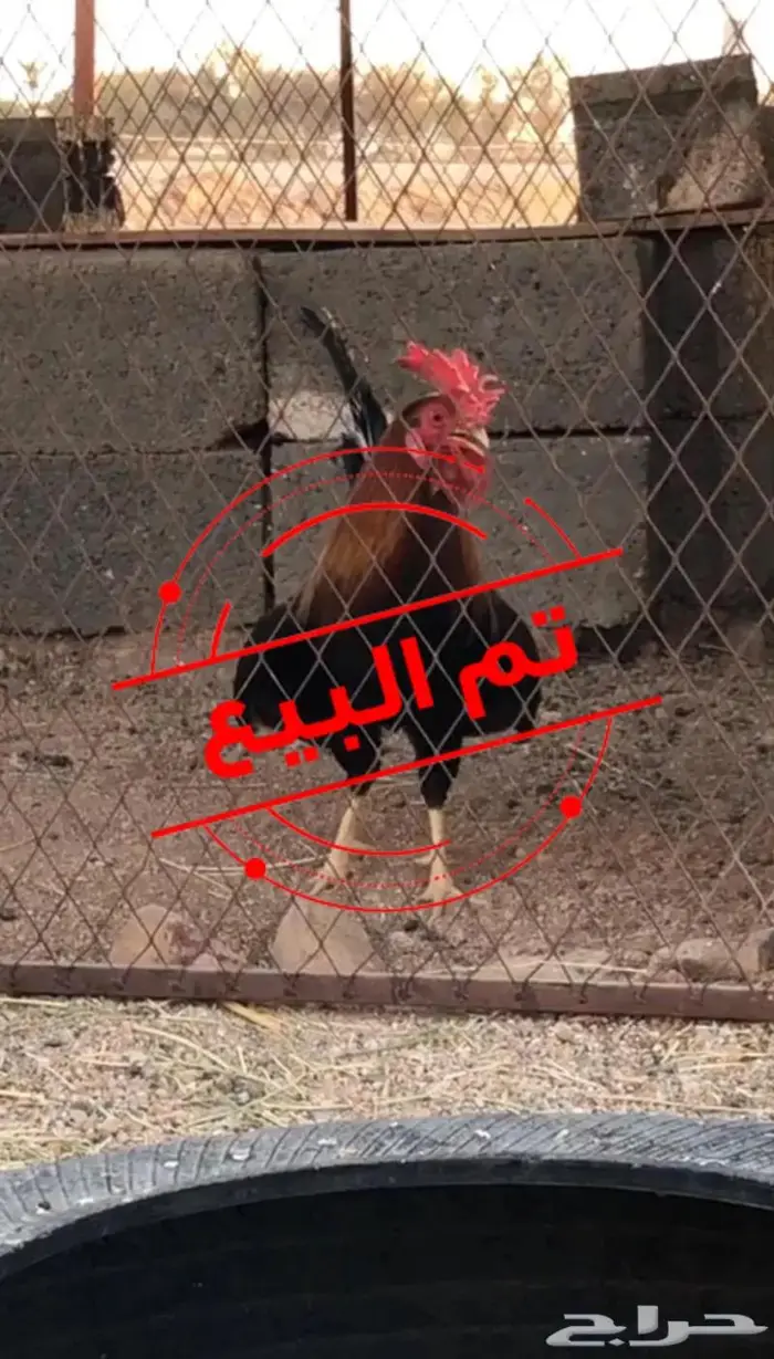 ديك عربي أفرق 0