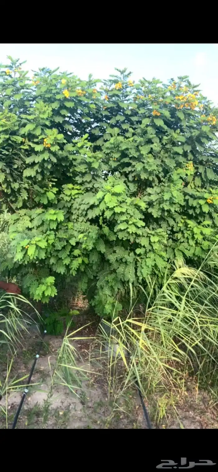 اشجار اكاسيا جلوك 0