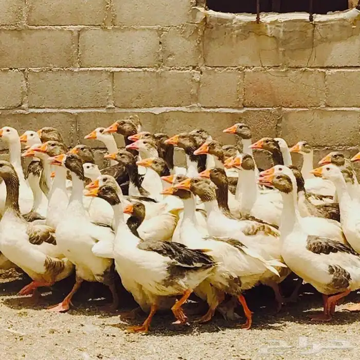 وز بلدي منتج 3