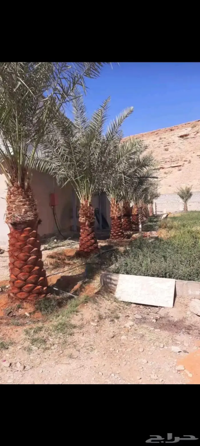 نقوم بتوريد جميع انواع النخيل 9