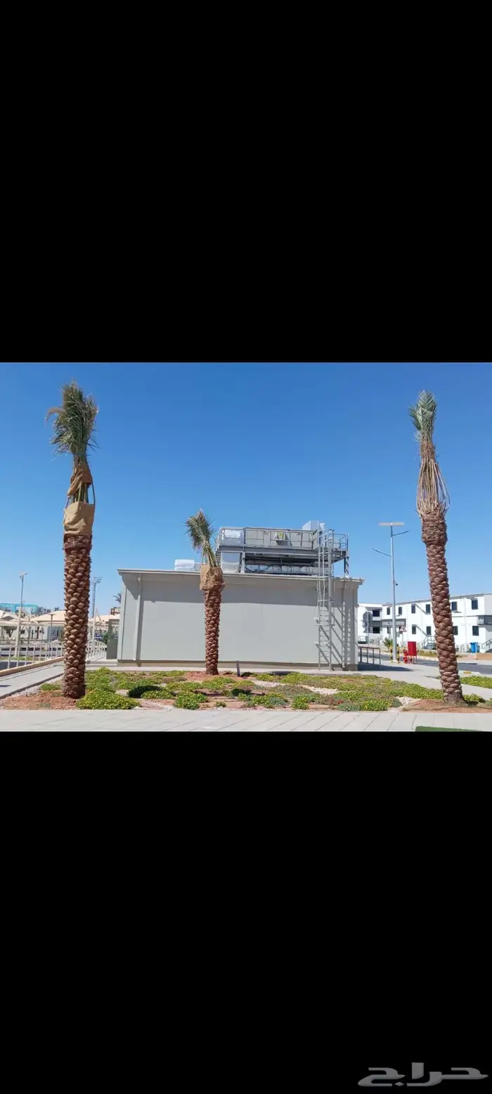 نقوم بتوريد جميع انواع النخيل 1