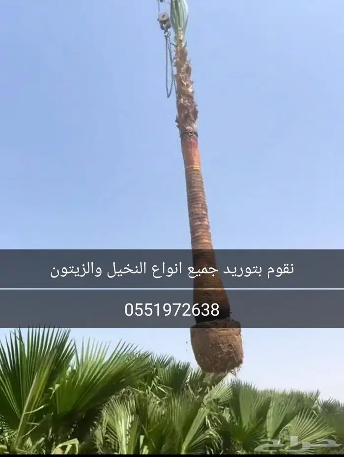 نقوم بتوريد جميع انواع النخيل 8
