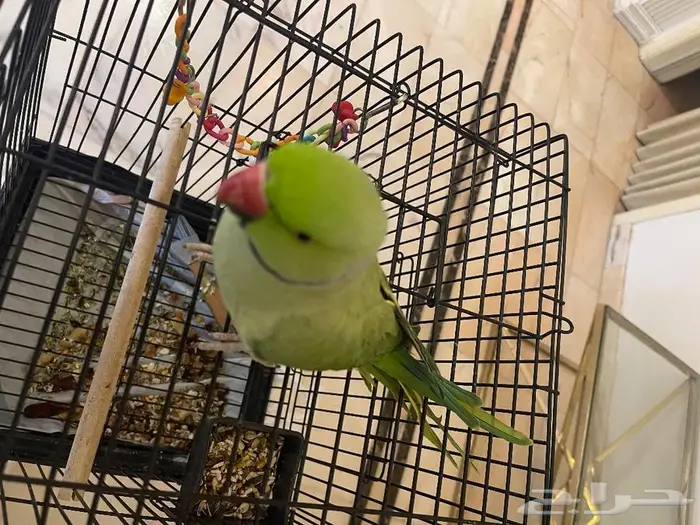ببغاء دره مناسب وجميل في الالوان ماشاء الله ( تم البيع) 2