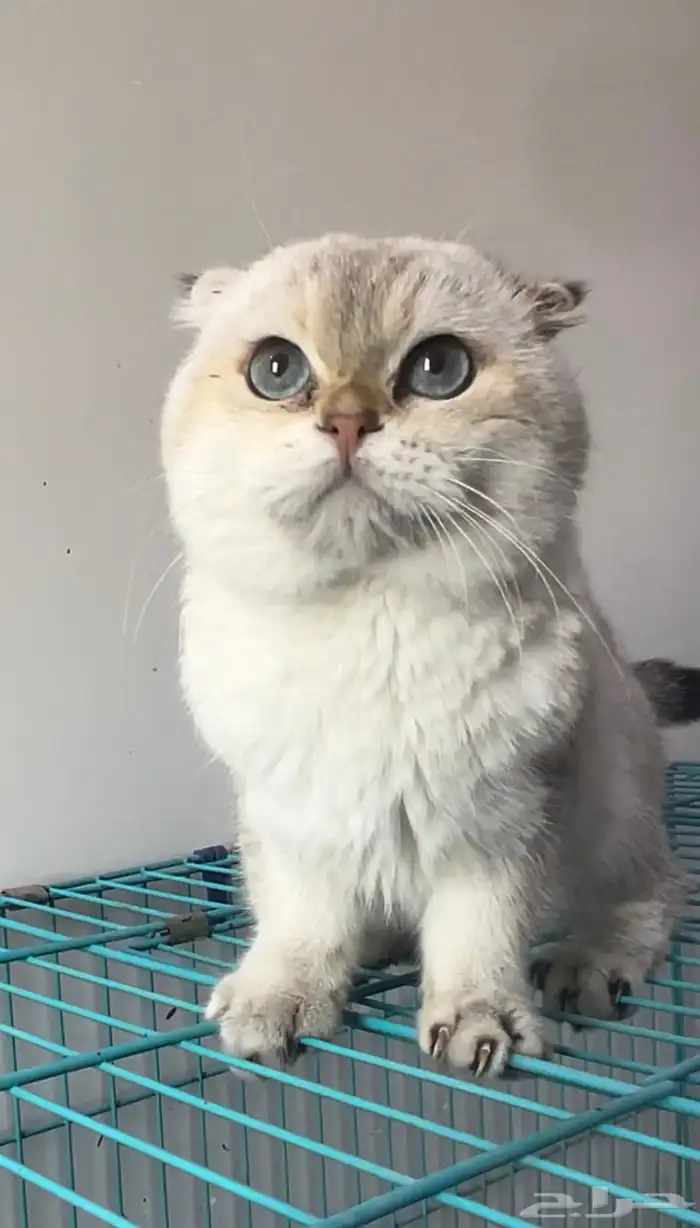 للتزاوج الذكر اورنتا سكوتش تربل فولد ny1133 مسجل 1