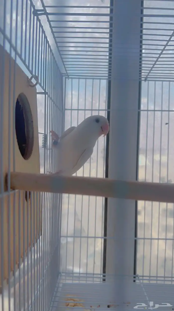 اناثي روز البينو صافيه سوبر جانبو 13