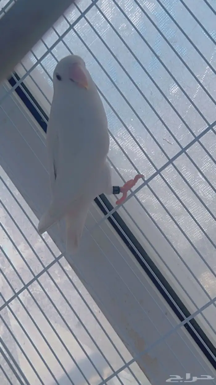 اناثي روز البينو صافيه سوبر جانبو 12