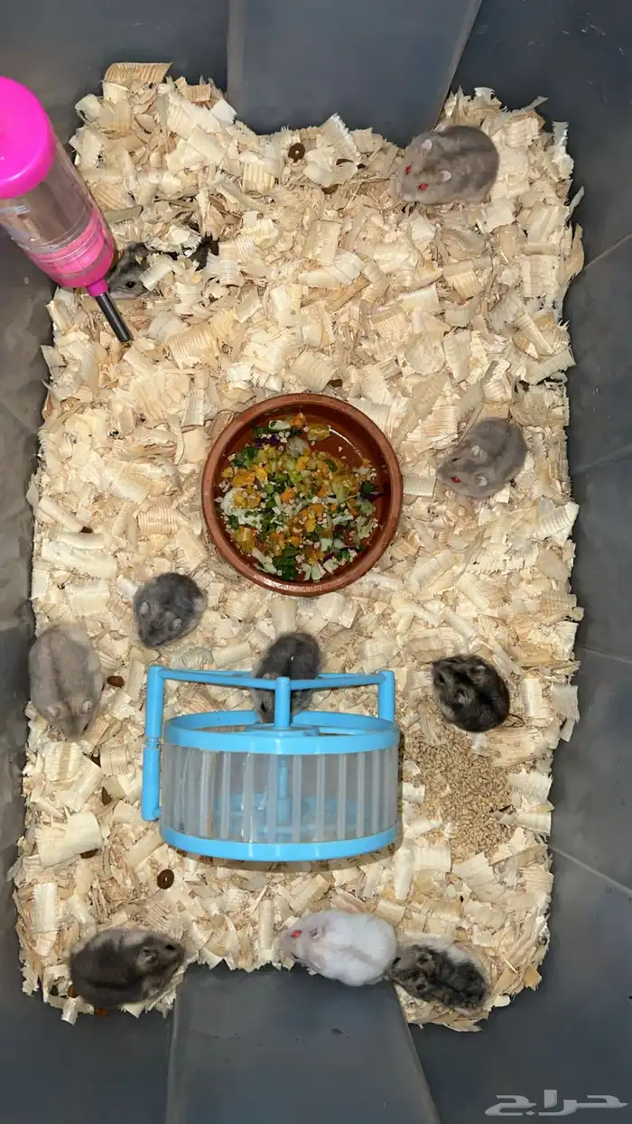 هامسترات ونتر وايت الاليفة جدا 0