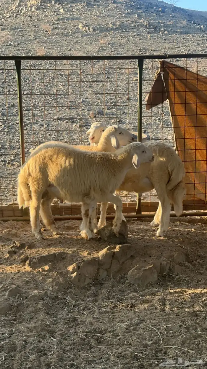 ذبايح بريه من إنتاج المراح 0