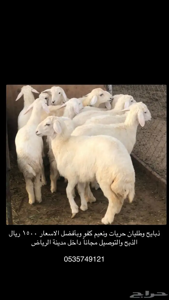 ذبايح وطليان حريات ونعيم كفو 0