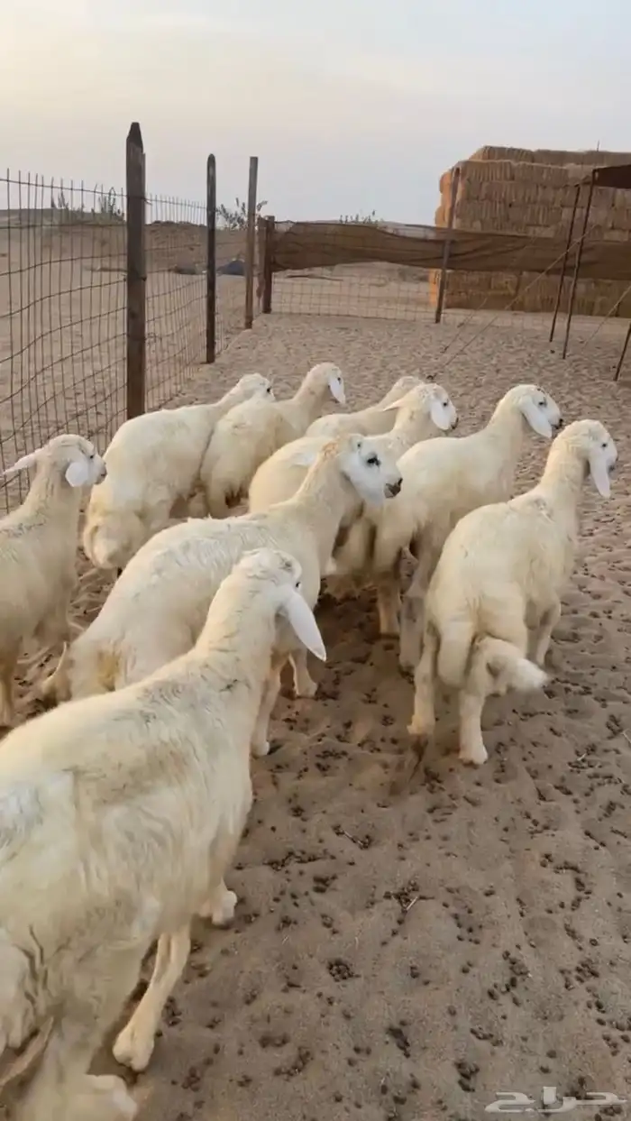 ذبايح أبو جود ( ذبح توصيل ) 5