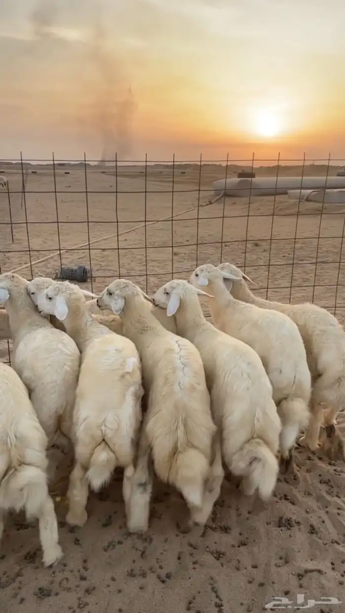 ذبايح أبو جود ( ذبح توصيل ) 4