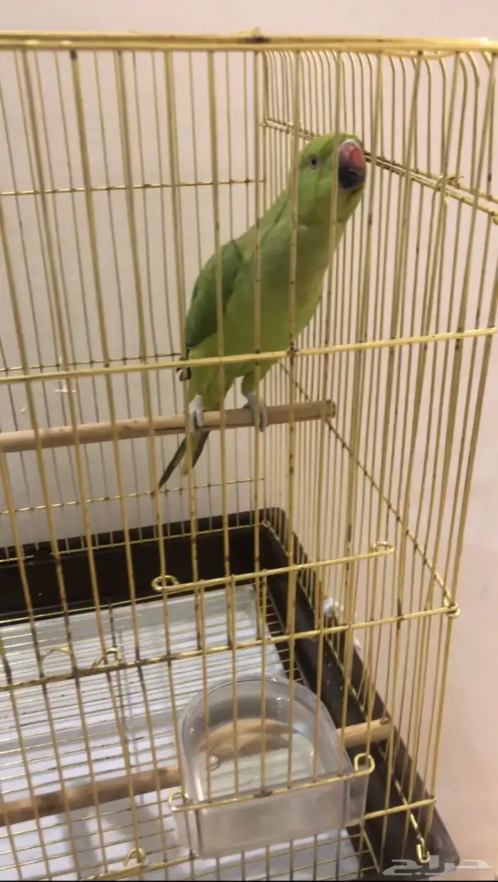 ببغاء دره الليفه تم البيع تابعو اعلاناتي السابقه 0