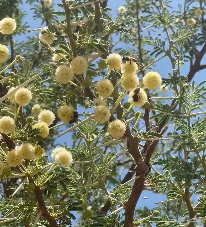 عسل طلح تبوك البري (عرض خاص) 2