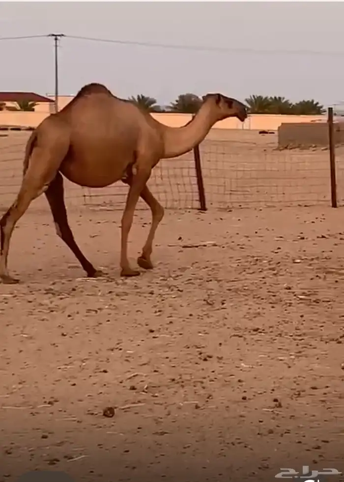 ناقتين كفو للبيع من ابل رنيه سبيع جدها بعير التويجري 2