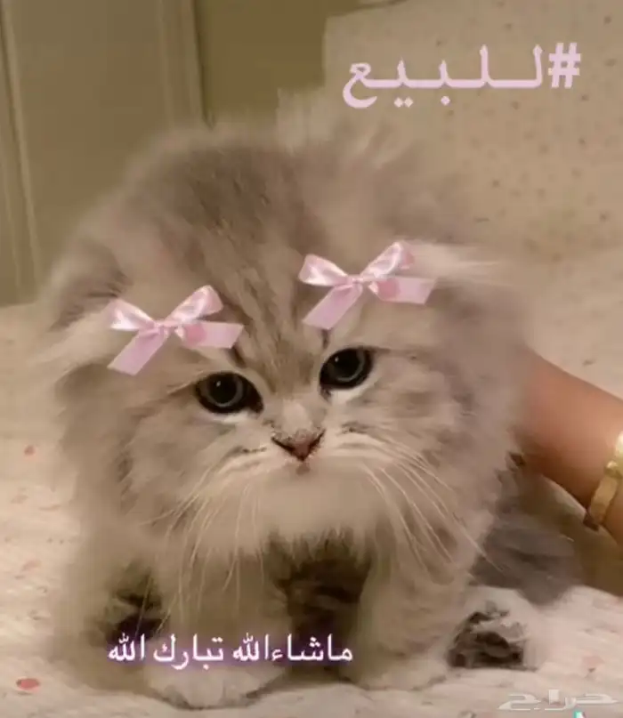 باربي كات للبيع 1