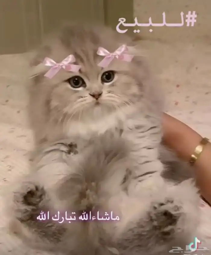 باربي كات للبيع 0