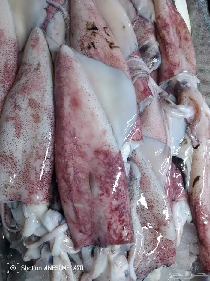 سمك طازج يومي 22