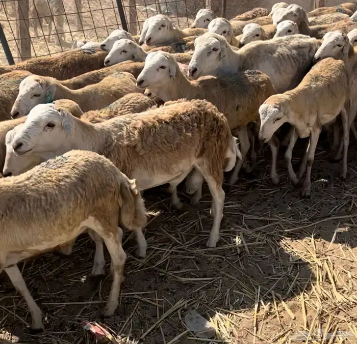 طليان جذعان رفيدي دنكلي 4