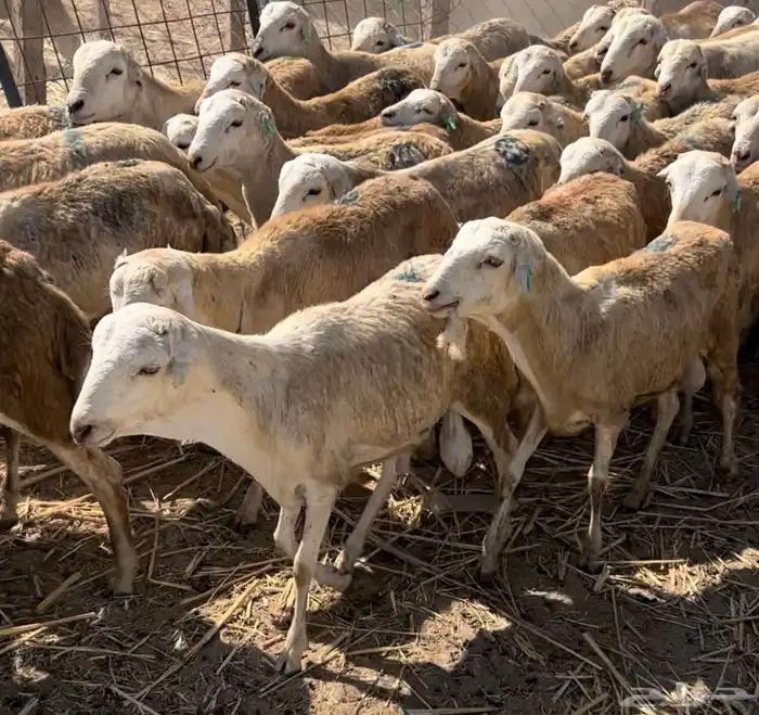 طليان جذعان رفيدي دنكلي 3