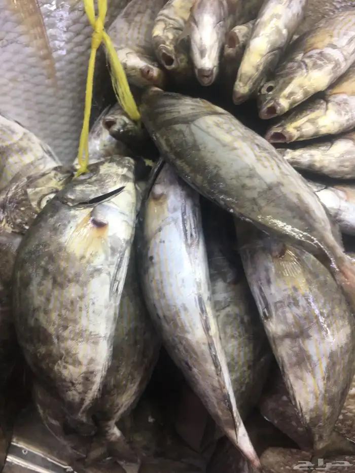 سمك طازج يومي 15