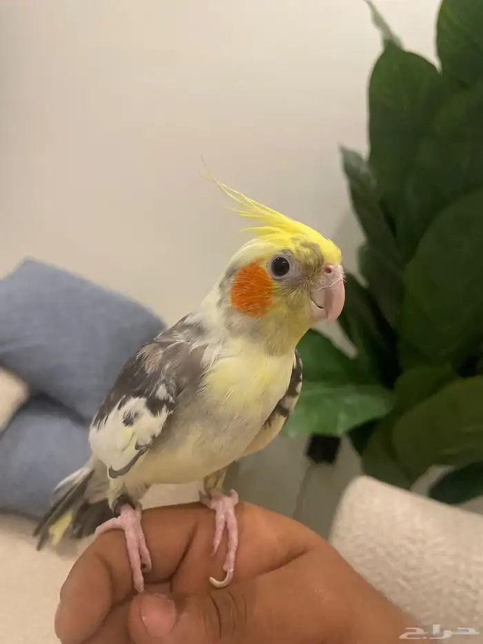 كوكتيل كروان متكلم تم البيع 1