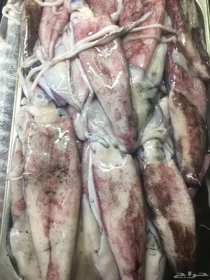 سمك طازج يومي 9