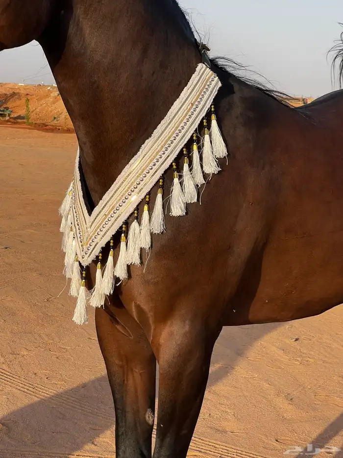مستلزمات خيل 12