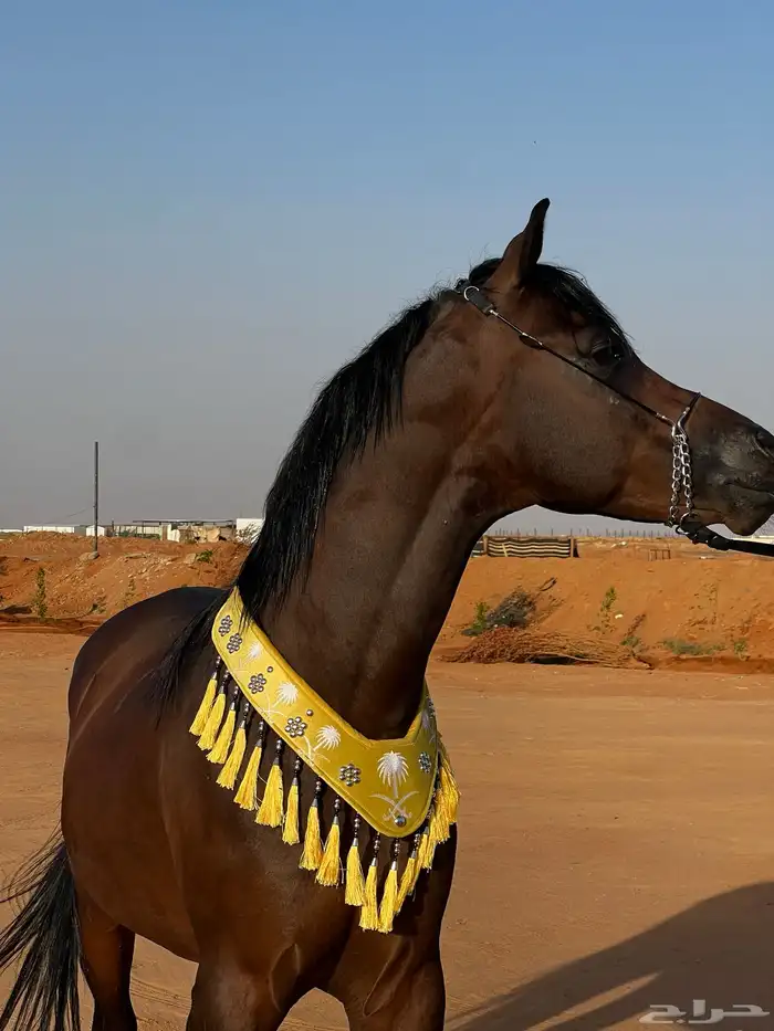 مستلزمات خيل 22