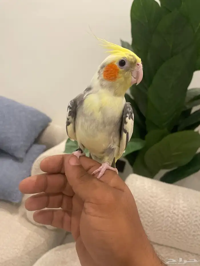 كوكتيل كروان متكلم تم البيع 0