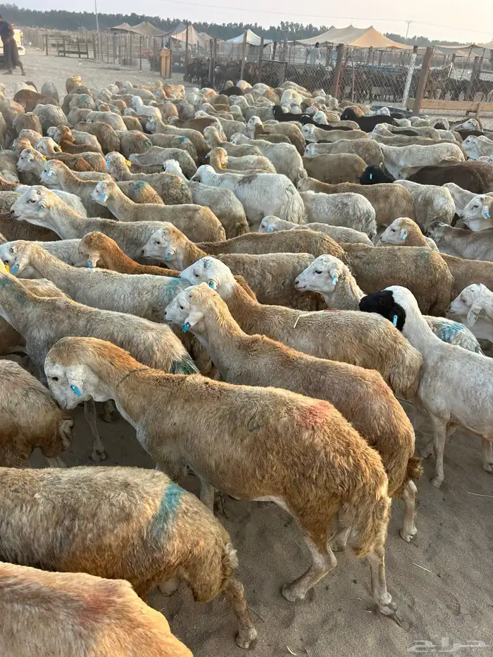 طليان جذعان رفيدي دنكلي 1