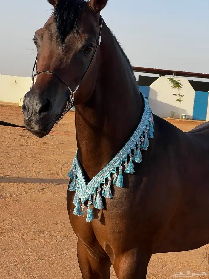 مستلزمات خيل 17